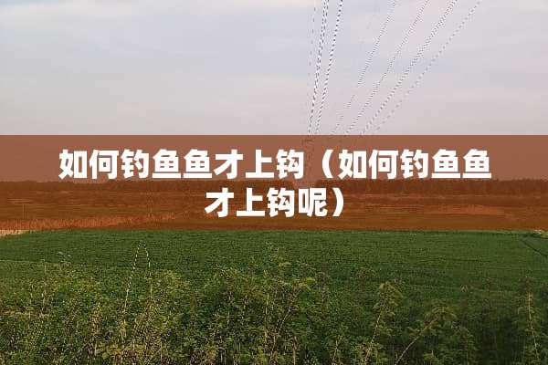 如何钓鱼鱼才上钩（如何钓鱼鱼才上钩呢）