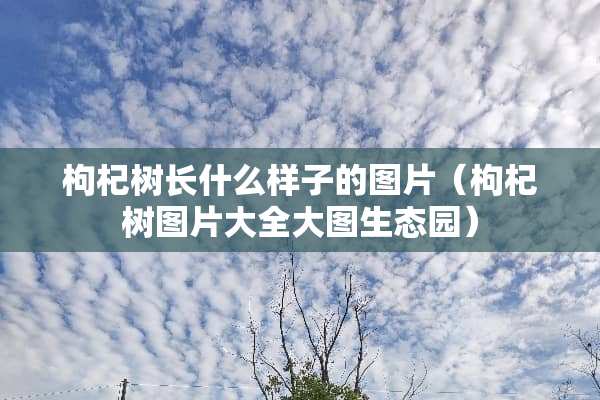 枸杞树长什么样子的图片（枸杞树图片大全大图生态园）
