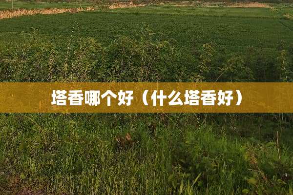 塔香哪个好（什么塔香好）