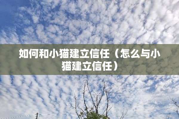如何和小猫建立信任（怎么与小猫建立信任）