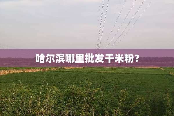 哈尔滨哪里批发干米粉？