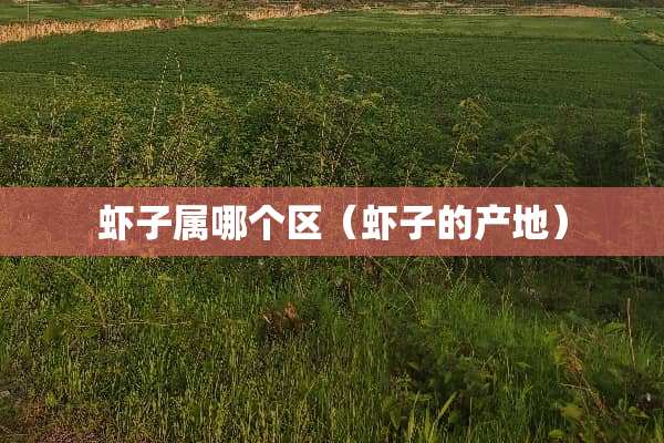 虾子属哪个区（虾子的产地）