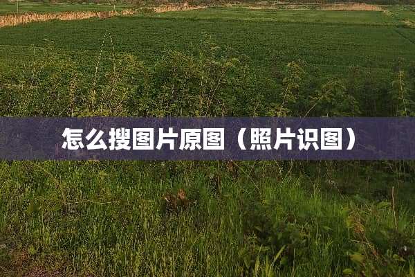 怎么搜图片原图（照片识图）