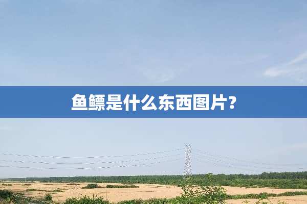 鱼鳔是什么东西图片？