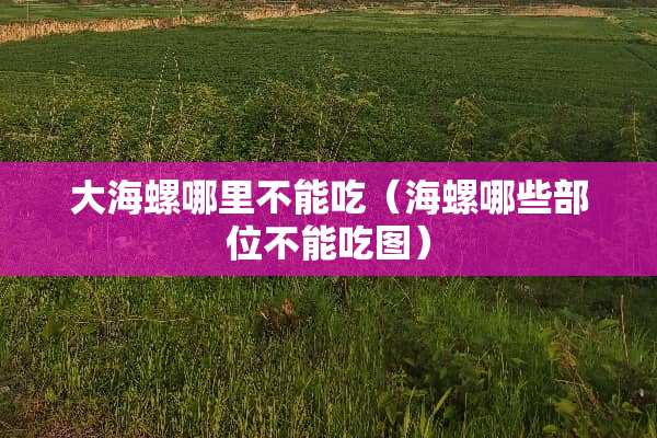 大海螺哪里不能吃（海螺哪些部位不能吃图）
