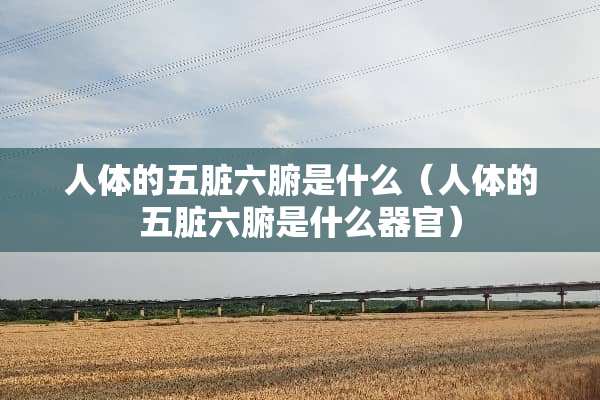 人体的五脏六腑是什么（人体的五脏六腑是什么**）