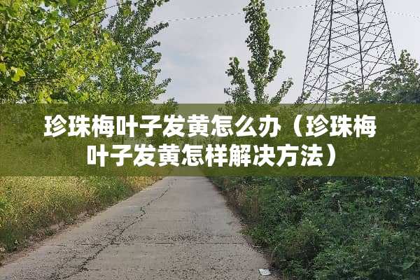 珍珠梅叶子发黄怎么办（珍珠梅叶子发黄怎样解决方法）