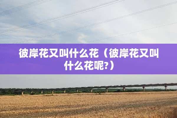 彼岸花又叫什么花（彼岸花又叫什么花呢?）