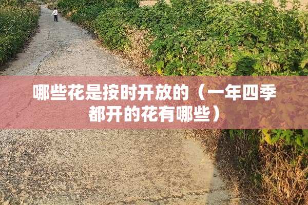 哪些花是按时开放的（一年四季都开的花有哪些）