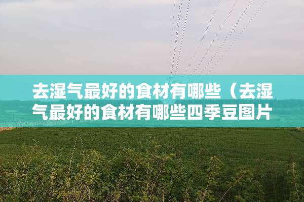 去湿气最好的食材有哪些（去湿气最好的食材有哪些四季豆图片）