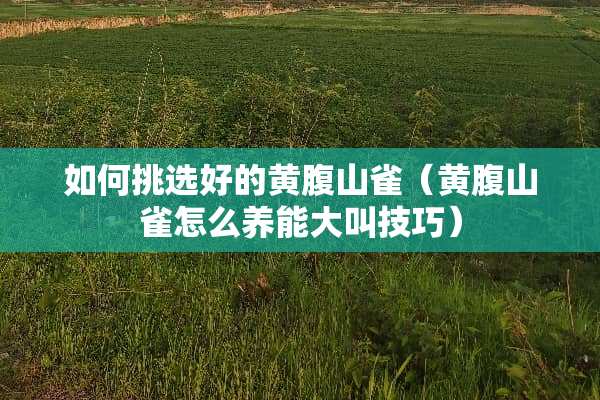 如何挑选好的黄腹山雀（黄腹山雀怎么养能大叫技巧）