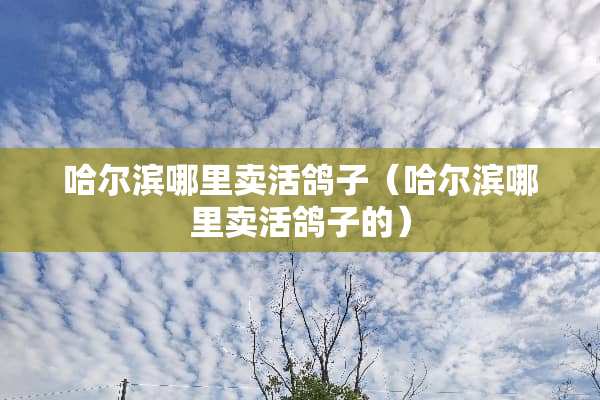 哈尔滨哪里卖活鸽子（哈尔滨哪里卖活鸽子的）