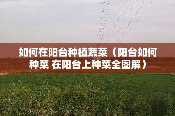 如何在阳台种植蔬菜（阳台如何种菜 在阳台上种菜全图解）