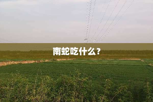 南蛇吃什么？