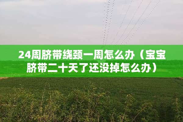 24周脐带绕颈一周怎么办（宝宝脐带二十天了还没掉怎么办）