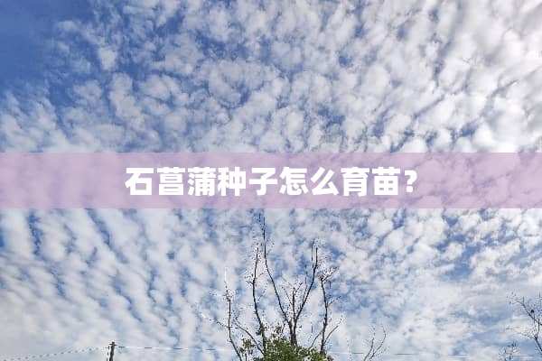 石菖蒲种子怎么育苗？