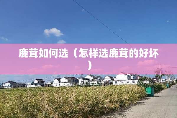 鹿茸如何选（怎样选鹿茸的好坏）