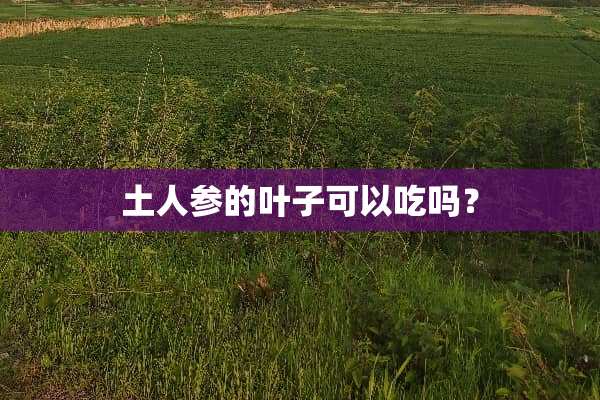 土人参的叶子可以吃吗？