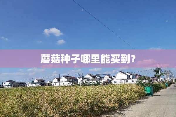 蘑菇种子哪里能买到？