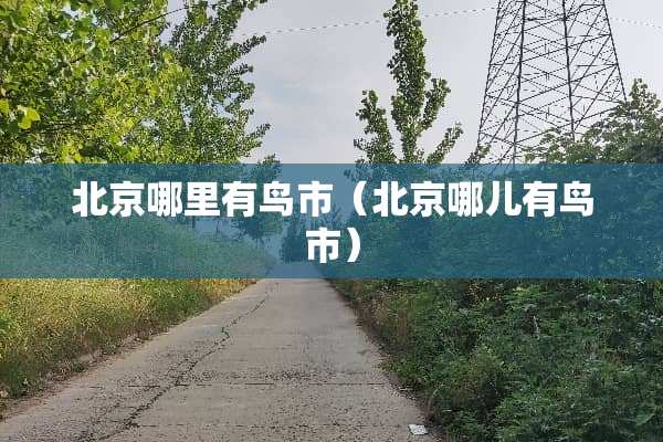 北京哪里有鸟市（北京哪儿有鸟市）
