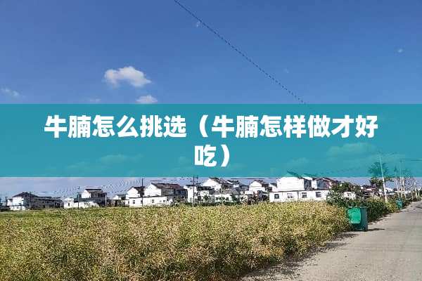 牛腩怎么挑选（牛腩怎样做才好吃）