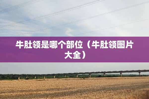 牛肚领是哪个部位（牛肚领图片大全）