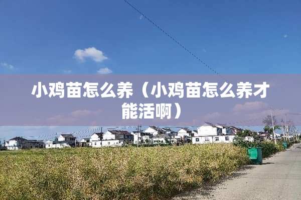 小鸡苗怎么养（小鸡苗怎么养才能活啊）