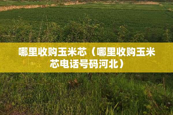 哪里收购玉米芯（哪里收购玉米芯电话号码河北）
