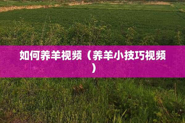 如何养羊视频（养羊小技巧视频）