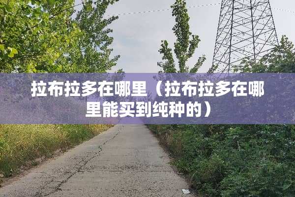 拉布拉多在哪里（拉布拉多在哪里能买到纯种的）