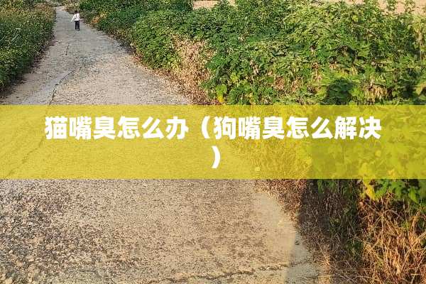 猫嘴臭怎么办（狗嘴臭怎么解决）