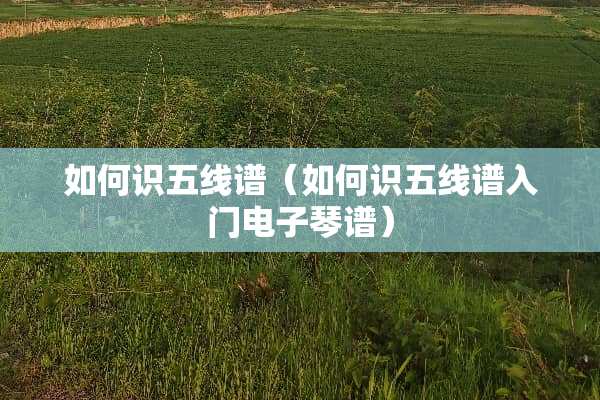 如何识五线谱（如何识五线谱入门电子琴谱）