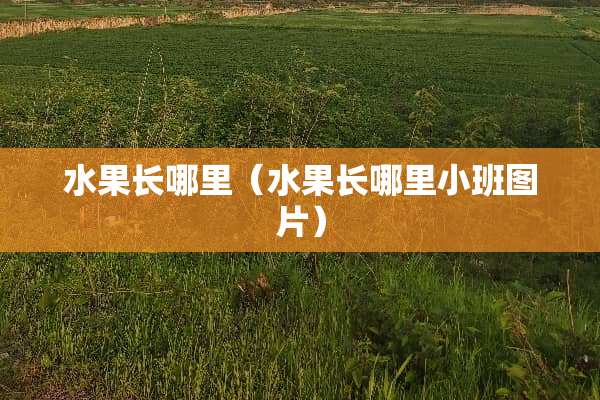水果长哪里（水果长哪里小班图片）