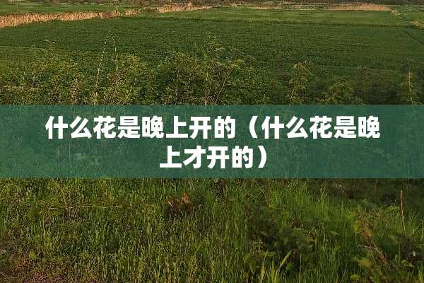 什么花是晚上开的（什么花是晚上才开的）