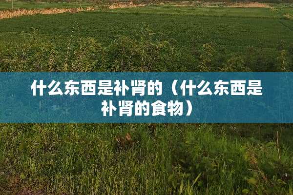 什么东西是补肾的（什么东西是补肾的食物）