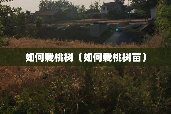 如何栽桃树（如何栽桃树苗）