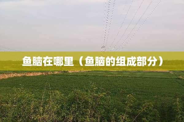 鱼脑在哪里（鱼脑的组成部分）