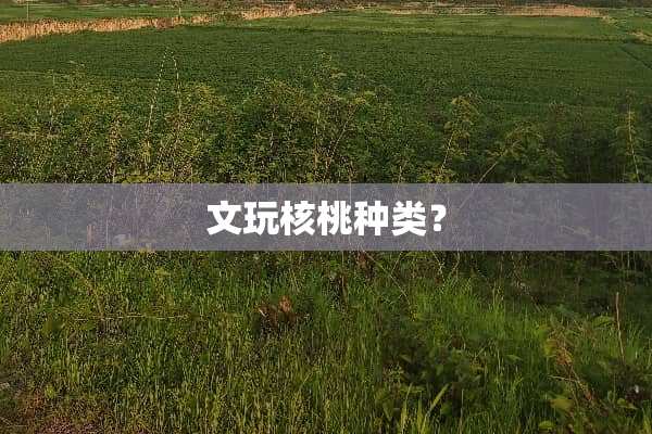 文玩核桃种类？