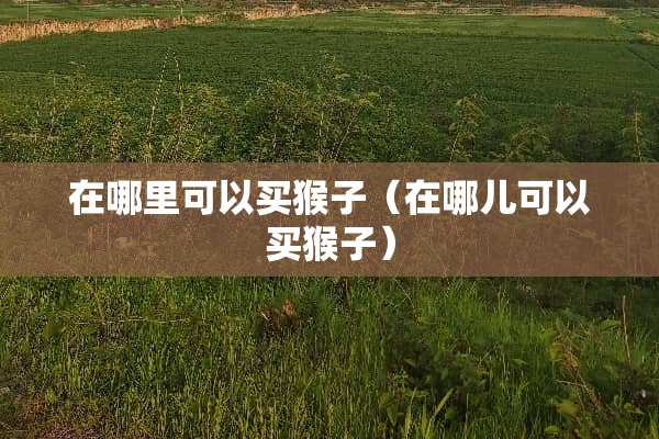 在哪里可以买猴子（在哪儿可以买猴子）