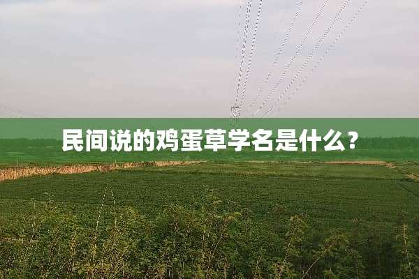 民间说的鸡蛋草学名是什么？