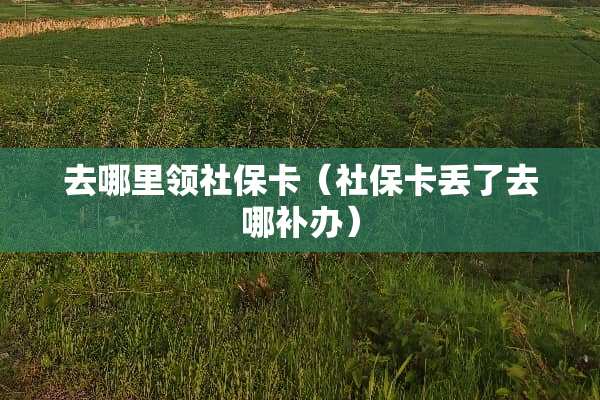 去哪里领社保卡（社保卡丢了去哪补办）