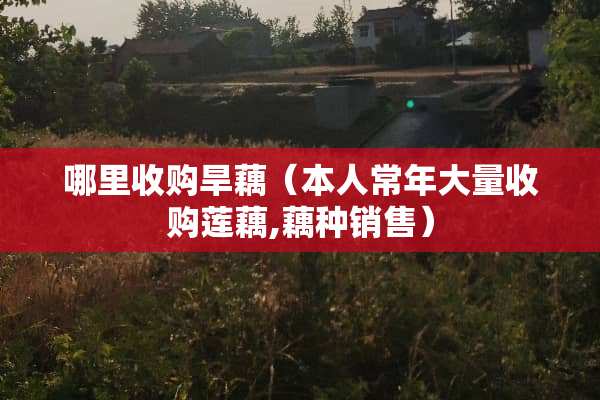 哪里收购旱藕（本人常年大量收购莲藕,藕种销售）