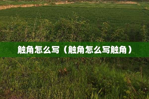 触角怎么写（触角怎么写触角）