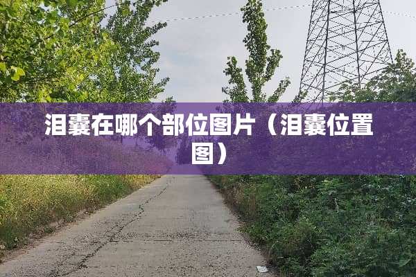 泪囊在哪个部位图片（泪囊位置图）