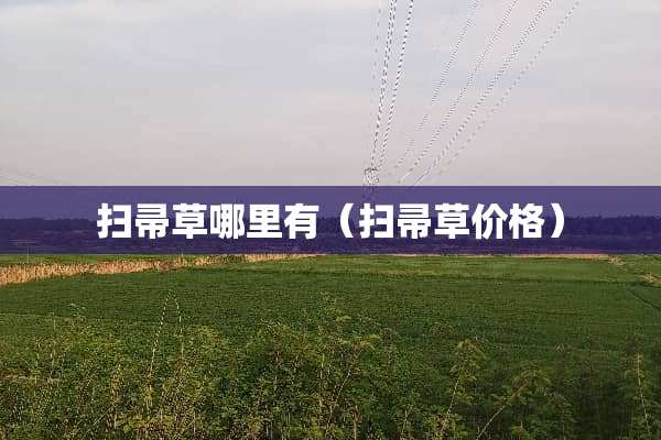 扫帚草哪里有（扫帚草价格）