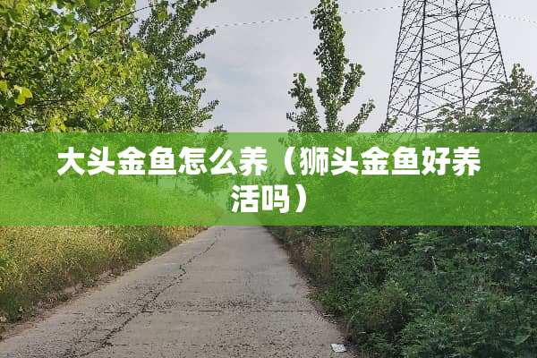 大头金鱼怎么养（狮头金鱼好养活吗）