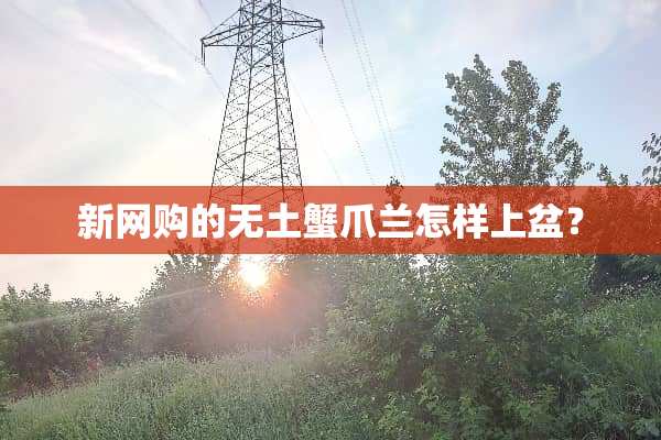 新网购的无土蟹爪兰怎样上盆？