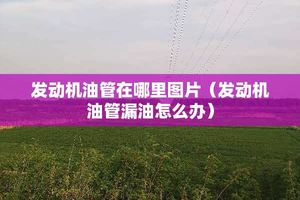 发动机油管在哪里图片（发动机油管漏油怎么办）