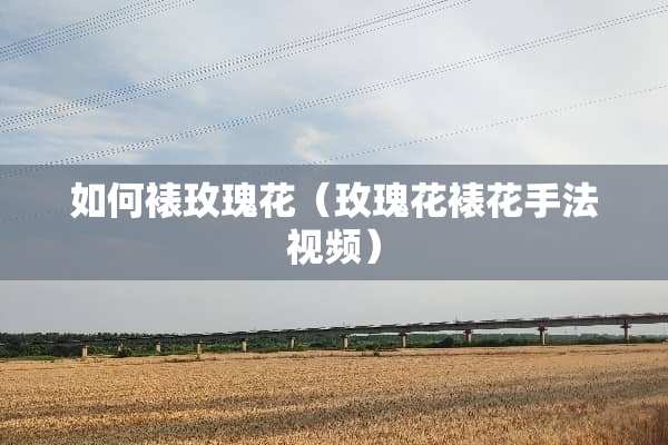 如何裱玫瑰花（玫瑰花裱花手法视频）