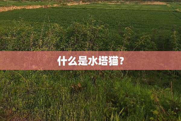 什么是水塔猫？